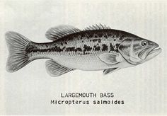 a drawing of a large mouth bass with the caption'largomouth bass microtroterus salmonides '