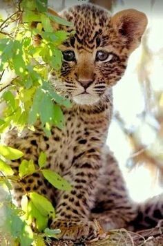 a baby leopard sitting on top of a tree branch