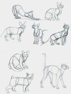 sketches of cats in various poses and positions, including one with a cat's head on