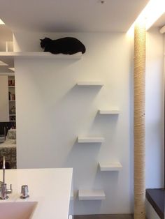 a cat sitting on top of a white shelf next to a sink