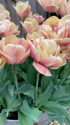 pink and yellow flowers in a pot outside