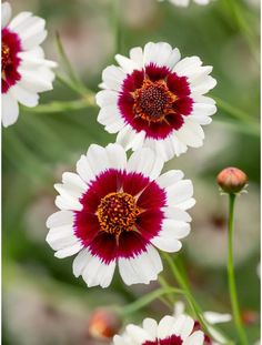 several white and red flowers with green stems