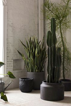 three potted plants sitting next to each other in front of a window