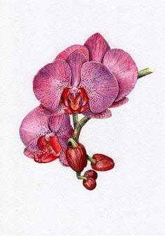 watercolor painting of pink orchids on white paper