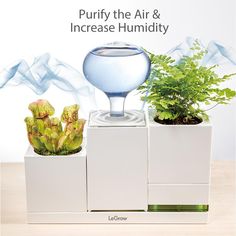 an advertisement for air purificate and increase humidiity with two plants