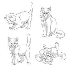 four different types of cats on a white background