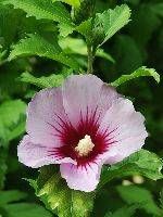 a large pink flower with green leaves around it