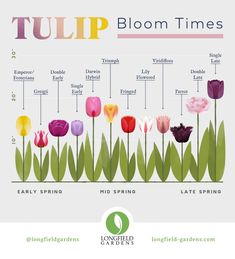 tulips bloom times chart with different flowers