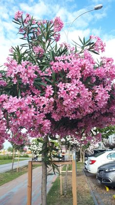 pink flowers are blooming on the tree in front of some parked cars and a street light