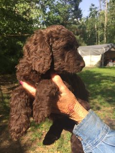 a person holding a brown dog in their hand