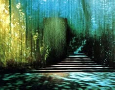 an abstract photo of trees and stairs in the woods with sunlight coming from behind them