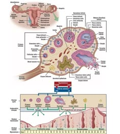 the structure of an animal's body and its structures, including their external organs