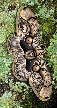 an overhead view of a snake with its mouth open and eyes closed on mossy ground