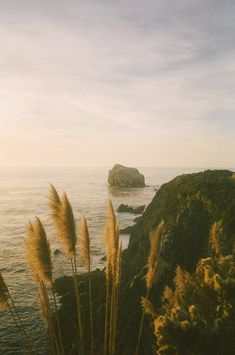 some tall grass by the water and rocks