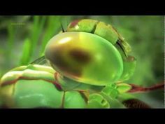 a close up of a green insect on a plant