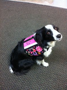 a black and white dog wearing a pink bandana sitting on the floor in an office