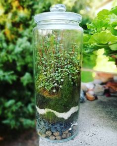 a glass jar filled with plants and rocks