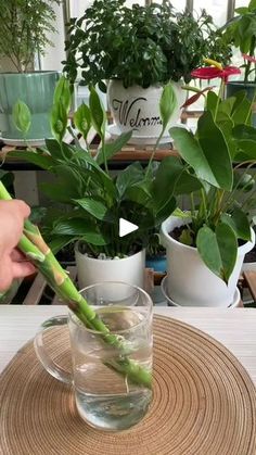 a person holding a green plant in front of a glass filled with water on top of a table