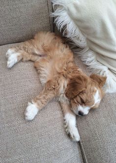 a brown and white dog laying on top of a couch