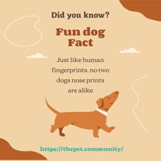 a brown dog running across a field with the caption did you know? fun dog fact just like human fingerprints, no two dogs nose prints are alike