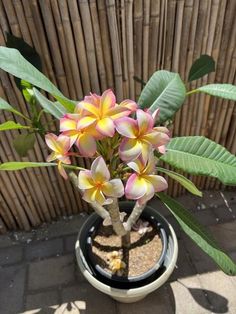 there is a small potted plant with flowers in it on the ground next to a bamboo fence