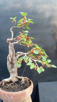 a small bonsai tree in a clay pot on a table next to a black wall