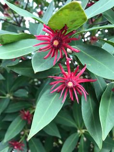 a green butterfly sitting on top of a red flower next to some leaves and flowers