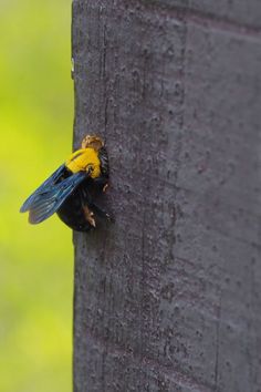 a small yellow and black insect on the side of a tree