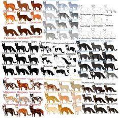 an image of cats in different colors and sizes