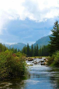 a river running through a lush green forest