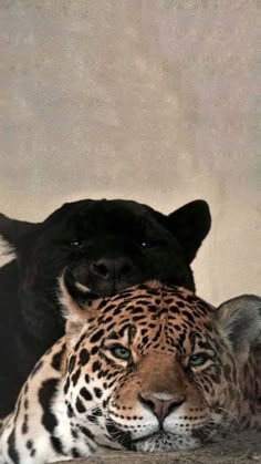 a large black leopard laying on top of a brown and white tiger's head