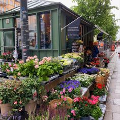 an outdoor flower shop with potted plants on display