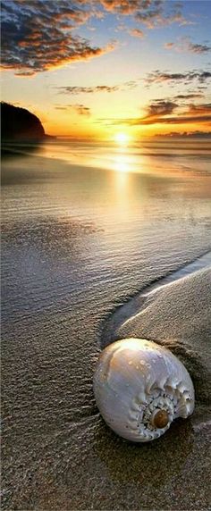 a jellyfish washed up on the beach at sunset