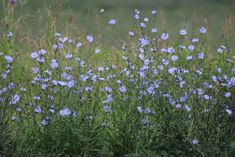 some blue flowers are growing in the grass