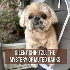 Silent Shih Tzu: The Mystery of Muted Barks Shih Tzu Puppies, Pet Owners, Puppies, Pet