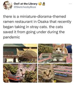 two cats sitting next to each other in front of a train and another cat looking at the camera