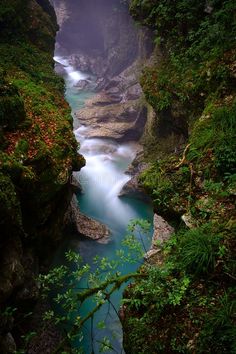 a river flowing through a lush green forest