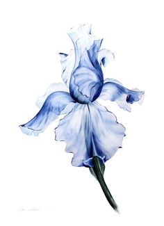 a painting of a blue flower on a white background