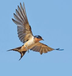 a bird flying through the air with its wings spread