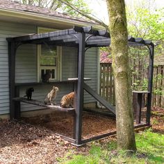 two cats sitting on the back porch of a house in front of a tree and fence