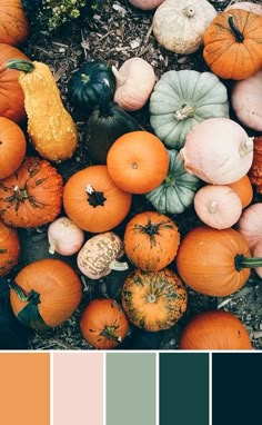 an assortment of pumpkins and gourds are arranged in a color palette, including orange