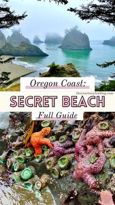 the oregon coast's secret beach is full of colorful sea shells and corals