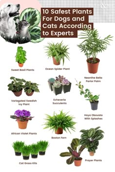 the top 10 best plants for dogs and cats according to experts infographical com