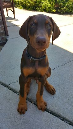 a brown dog sitting on top of a sidewalk