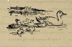 an ink drawing of ducks and ducklings swimming in the water with grass behind them