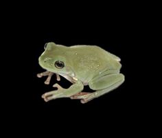 a green frog sitting on top of a black surface