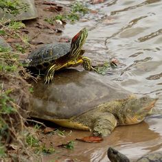 two turtles sitting on top of each other in the water