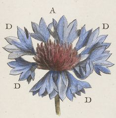 a drawing of a blue flower with the letter d in it's middle corner