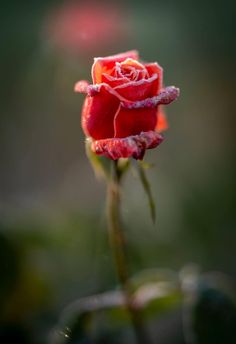 a single red rose with dew on it's petals