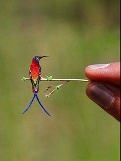 a small bird sitting on top of a twig next to a person's hand